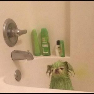 Meet your Posher, Kaylie